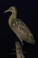 藏品(大麻鷺)的圖片